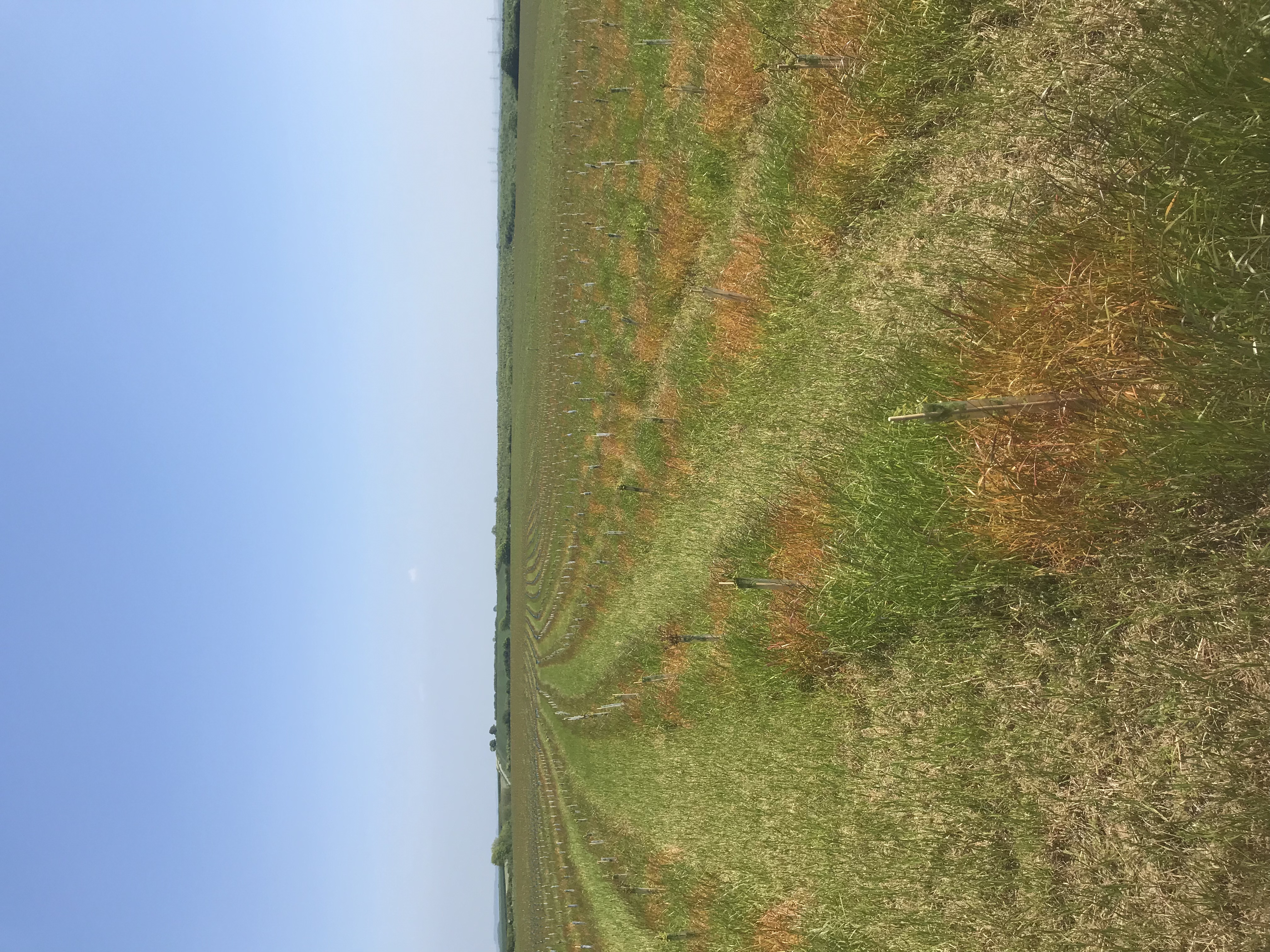 image1 (1).jpeg