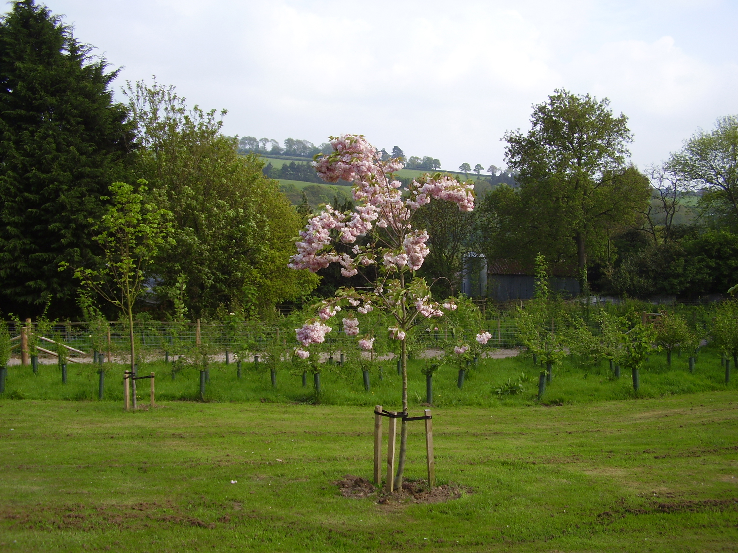 pynes 2010 006.JPG