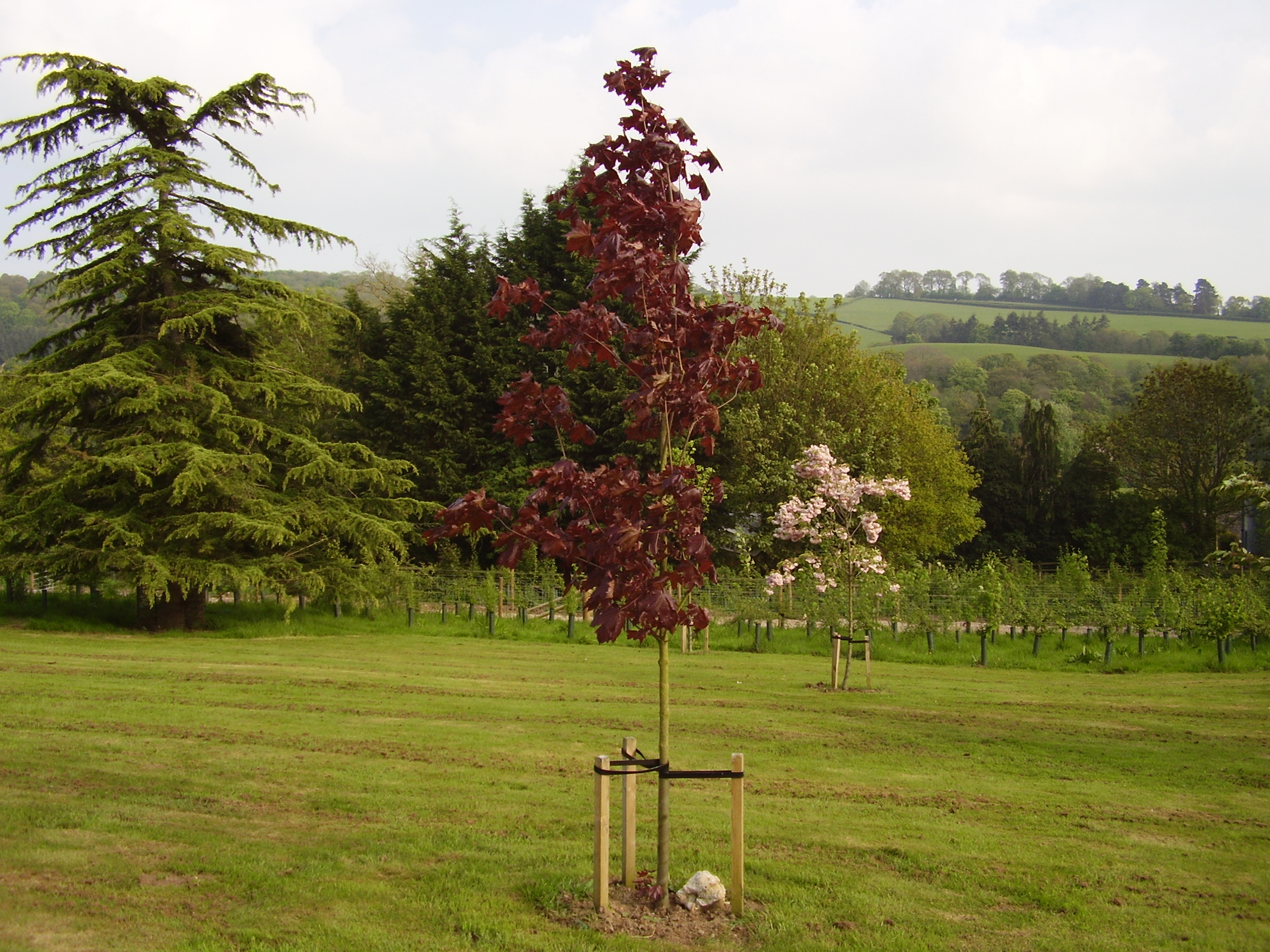 pynes 2010 005.JPG