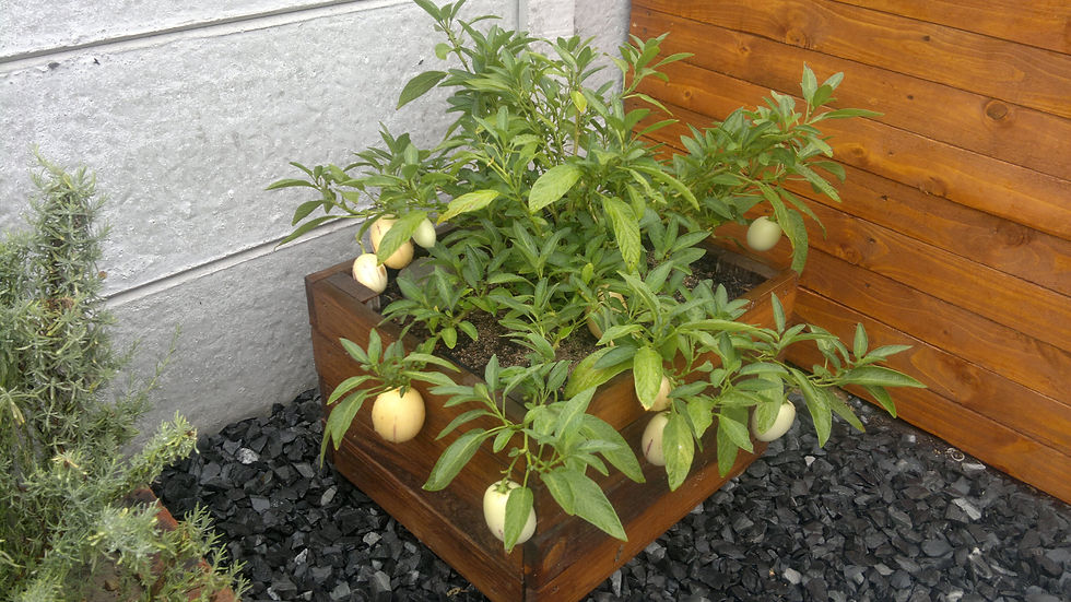 Eden Planters