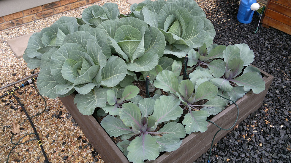 Eden Planters