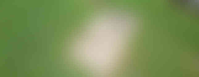 Grace Episcopal Church and Cemetery