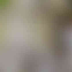 Westminster Hall and Burial Grounds - Edgar Allan Poe Grave