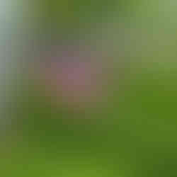 Researching Calvary Cemetery