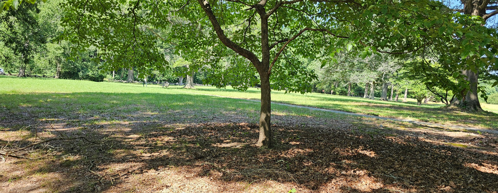 Investigating Surrender Field in Yorktown