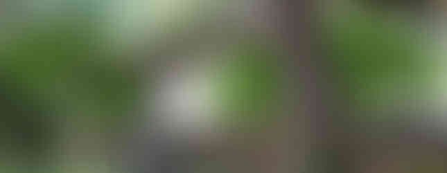 Bruton Parish Episcopal Church