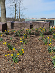 Kent State Tragedies 55 Years Later