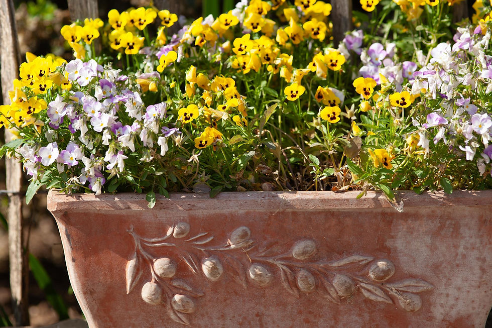 Early Spring Pots: How to Create Beautiful March Containers for Your Porch