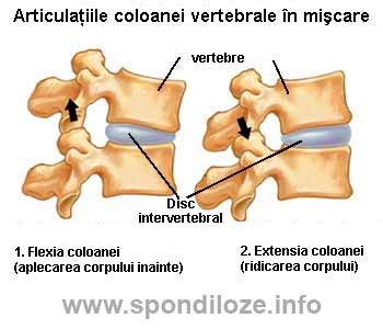 articulatiile coloanei vertebrale