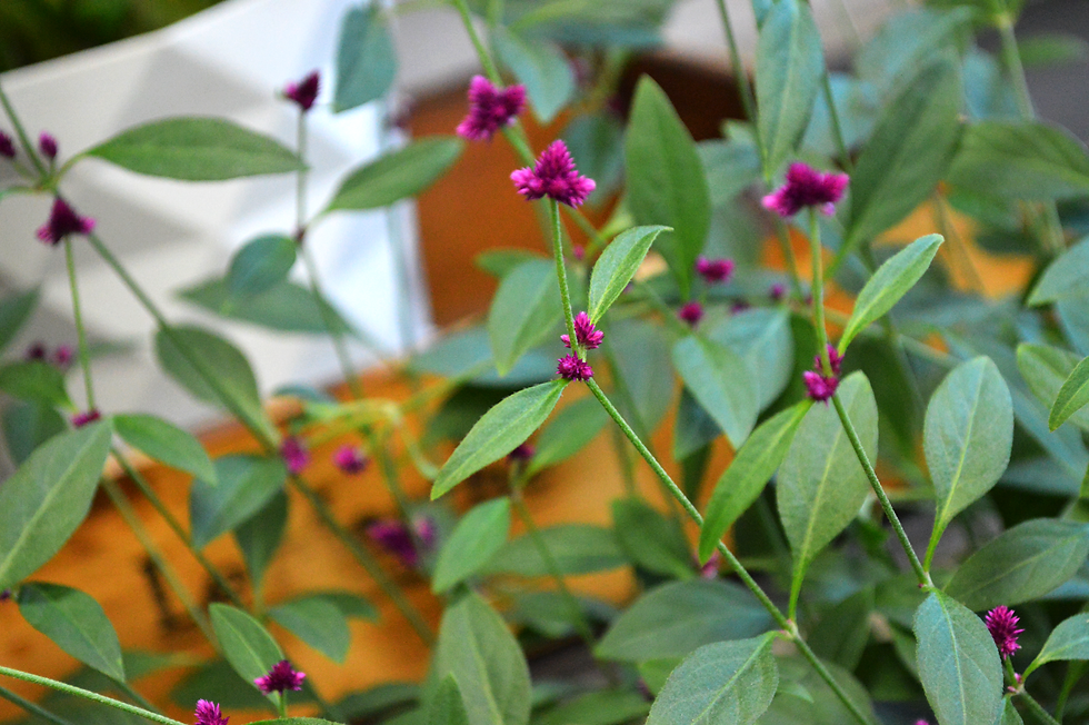 センニチコボウ、ロフォミルタスが入荷しました。