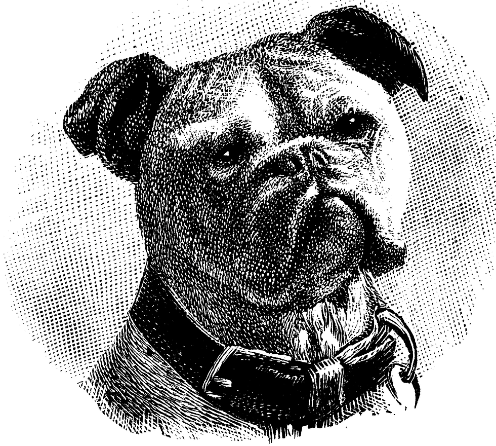 bulldog