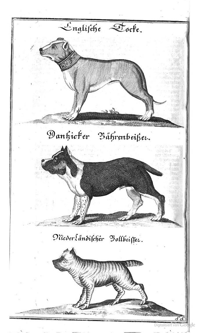 Dogge_Danziger_Brabanter_Bullenbeißer_Fleming