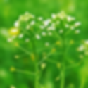 image00005.png