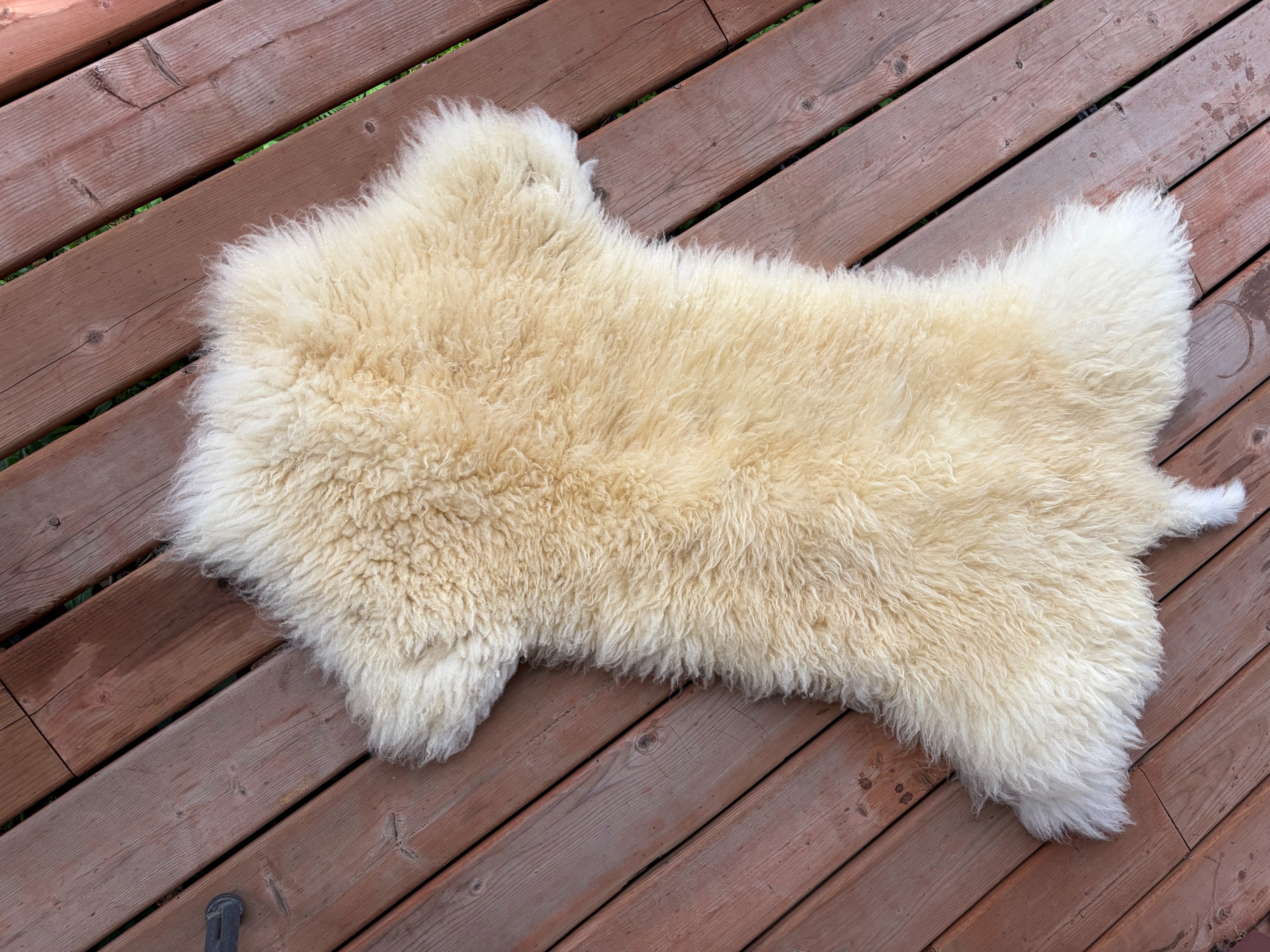 Peau de mouton - HAMP1