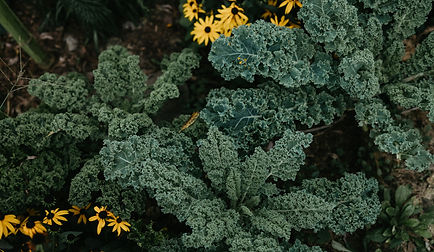 WildCarrot2021-170.jpg