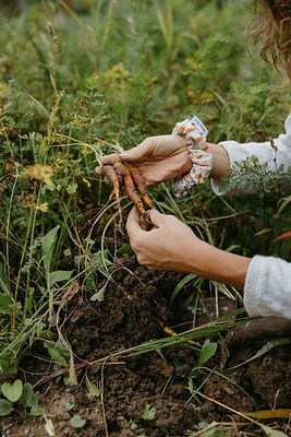 WildCarrot2021-116.jpg