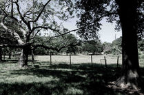 Fulshear Marketplace - Site Photos_03.JPG