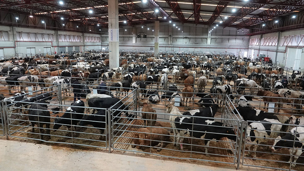 Cotizacións da central agropecuaria de Silleda deste martes, 14 de xullo 2026