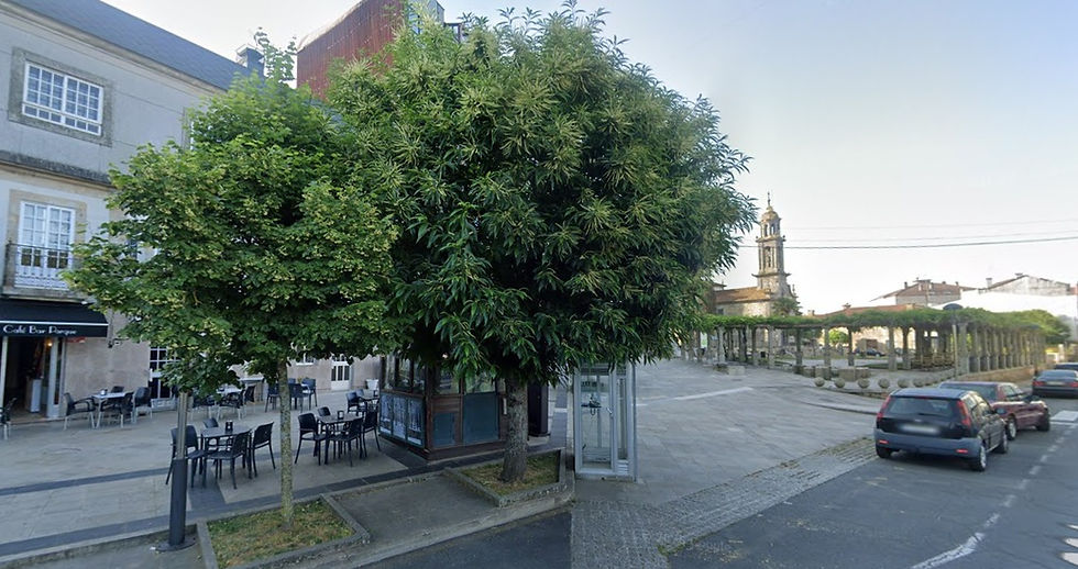 O BNG de Silleda alerta de que a tala do castiñeiro da Avenida do Parque "podería ser ilegal"
