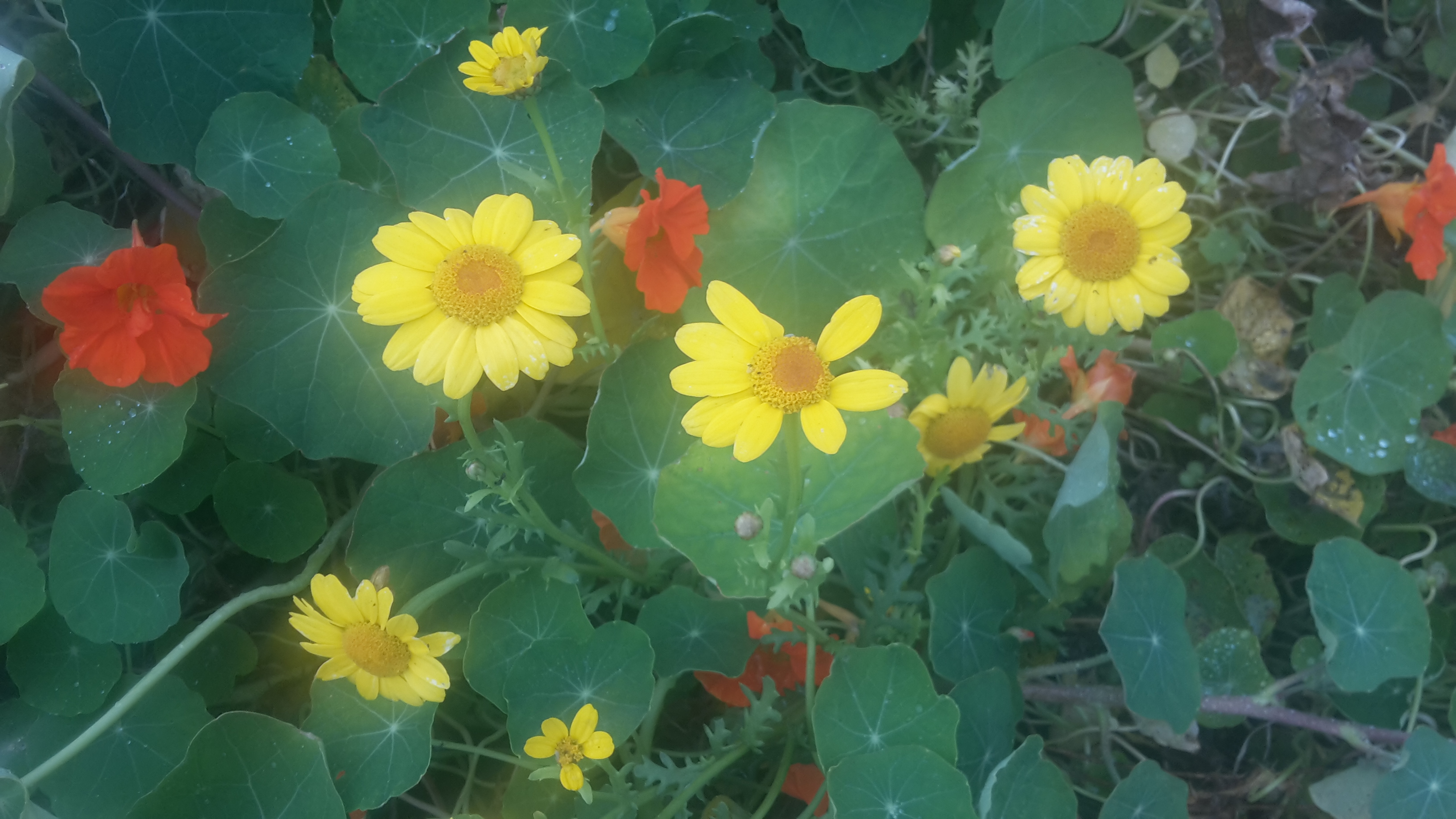tuinsept4