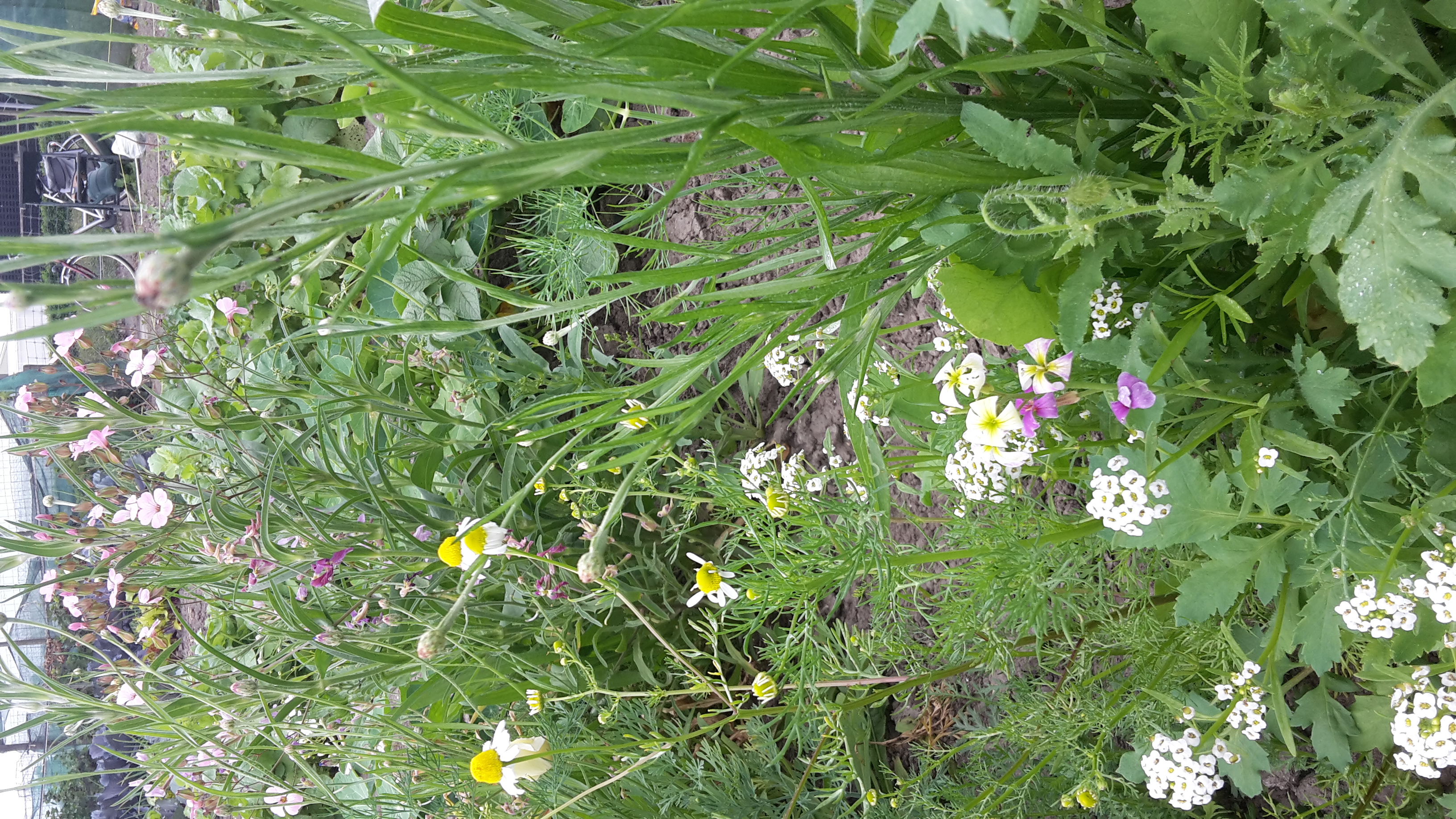tuin