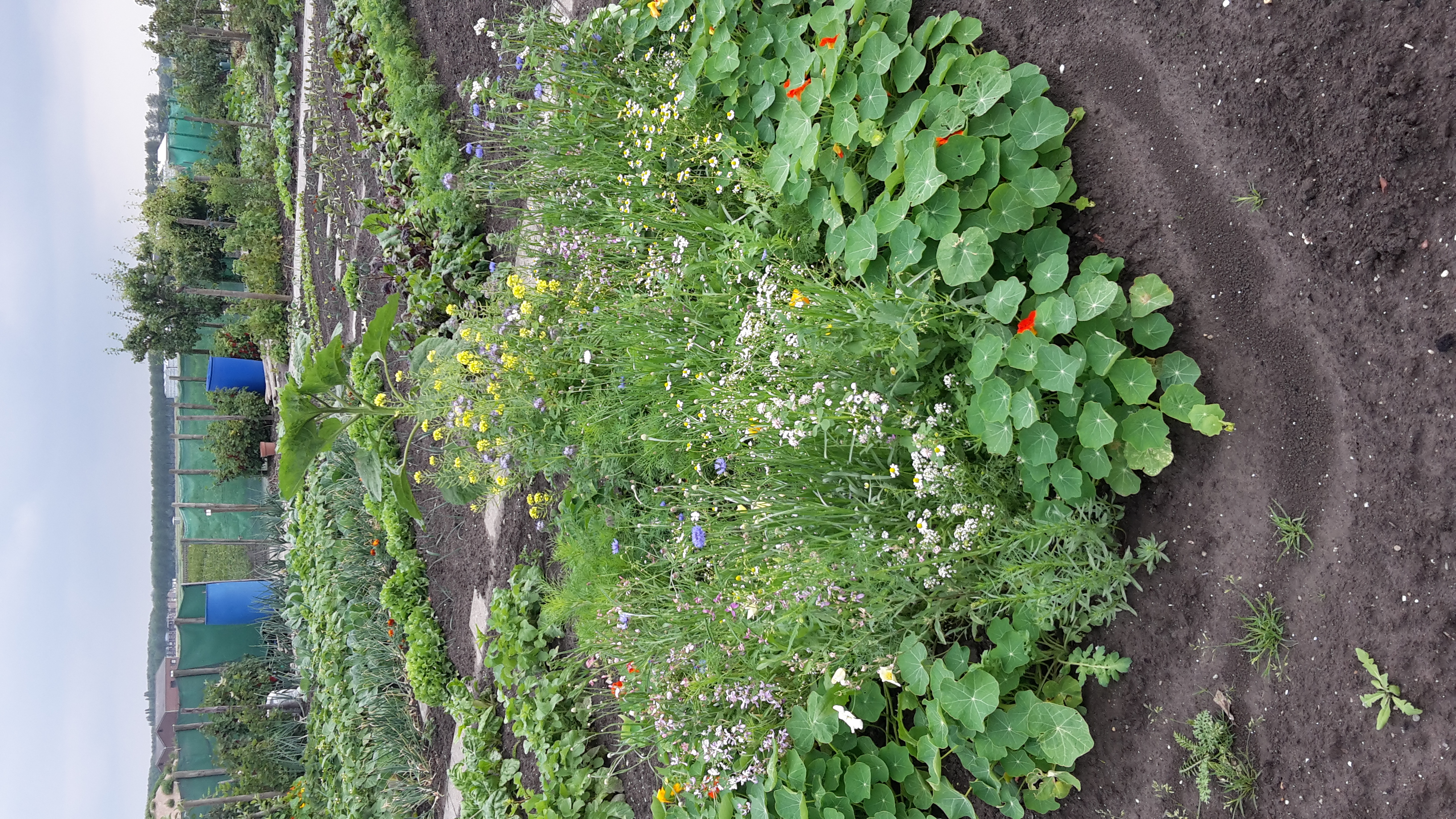 tuin