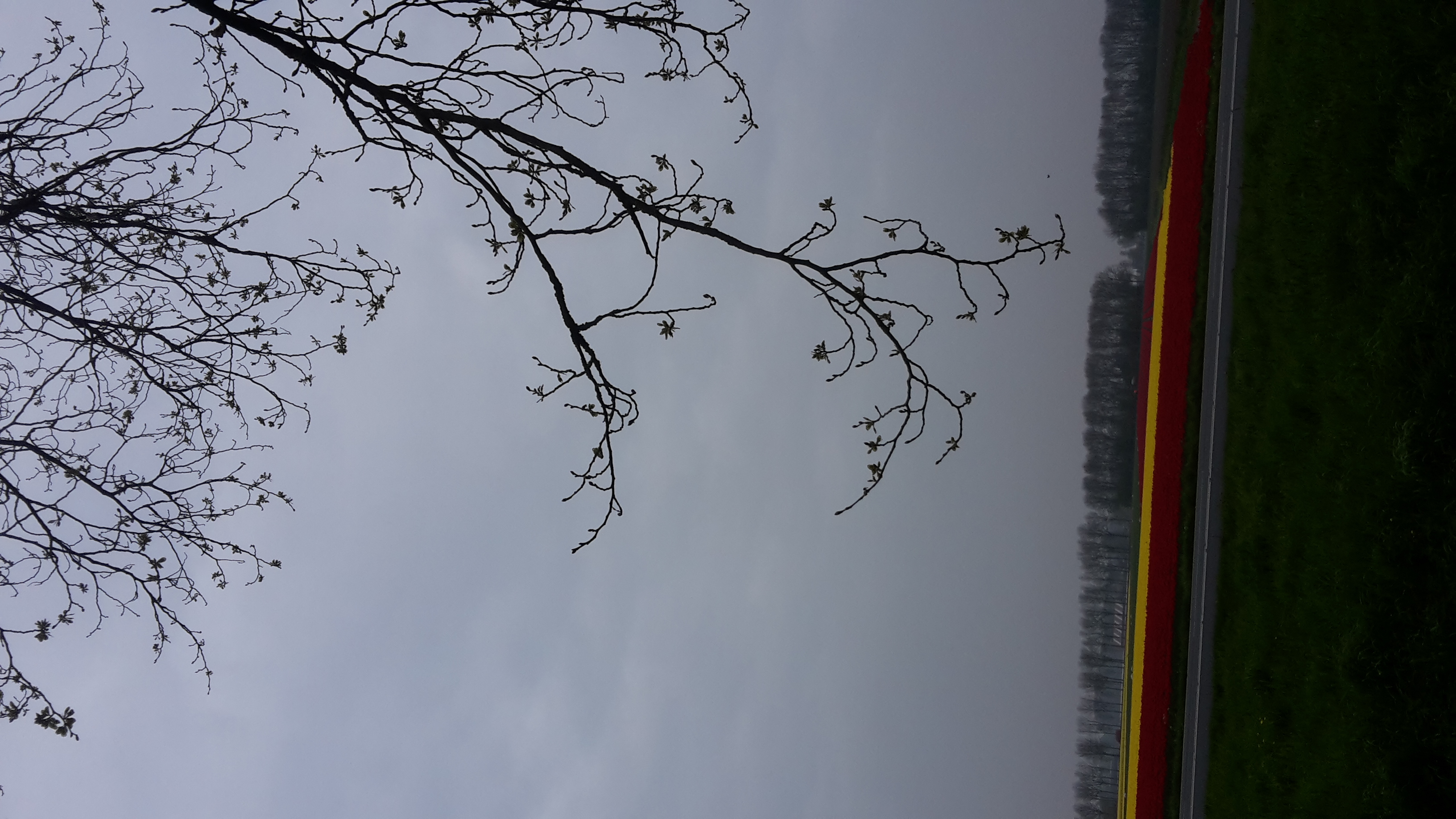 Bollenvelden