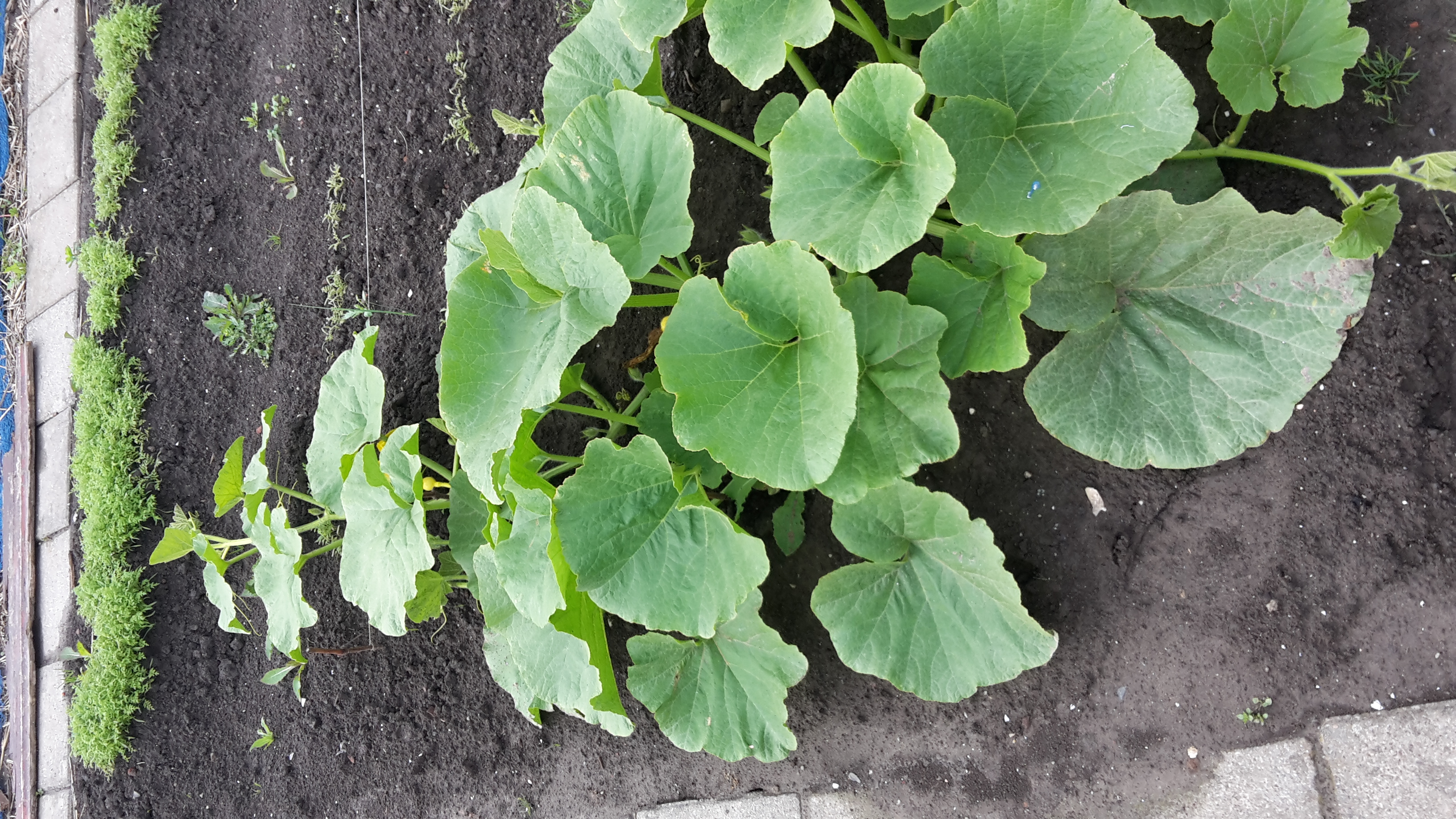 pompoenen