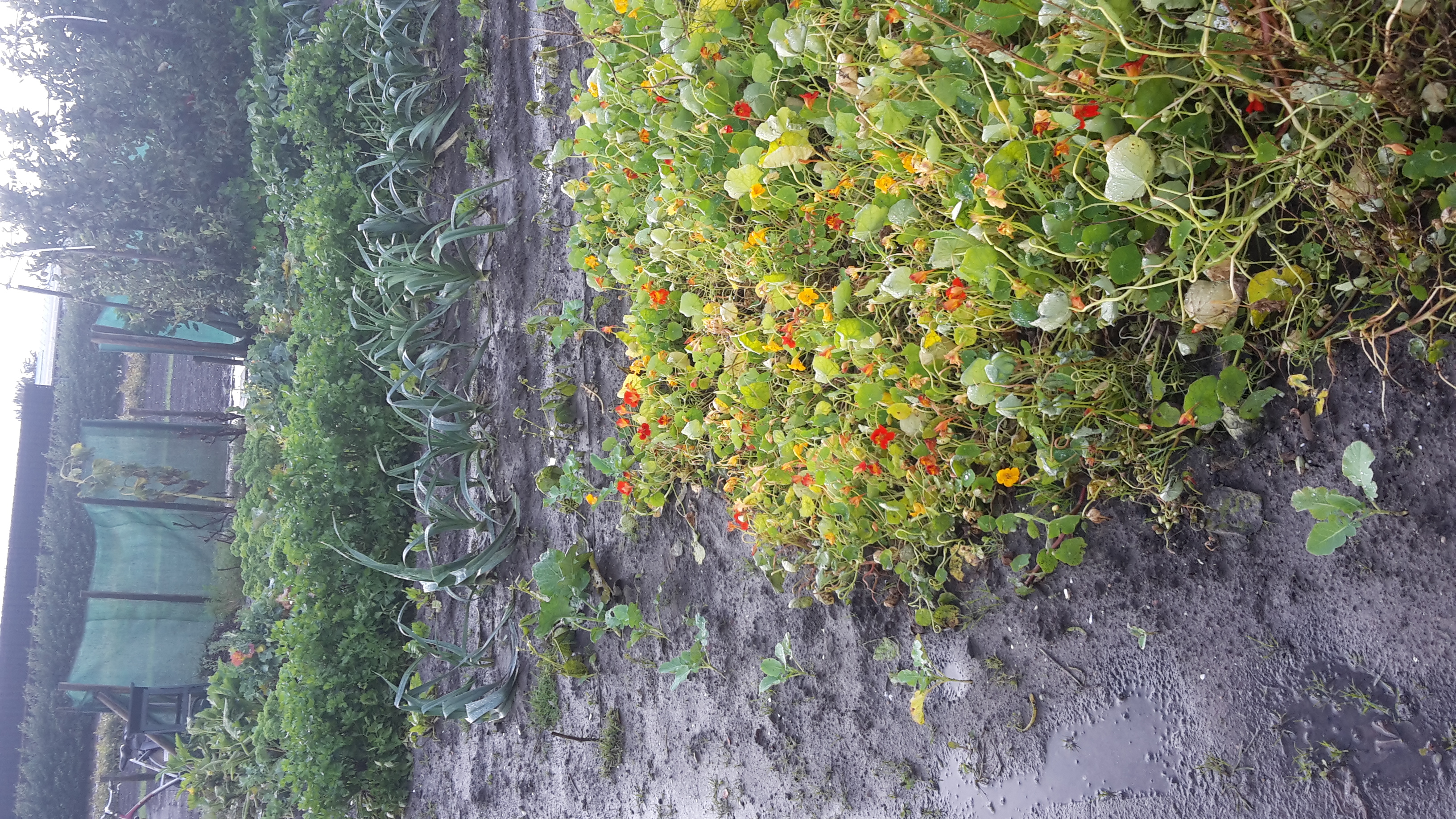 tuin 14 september