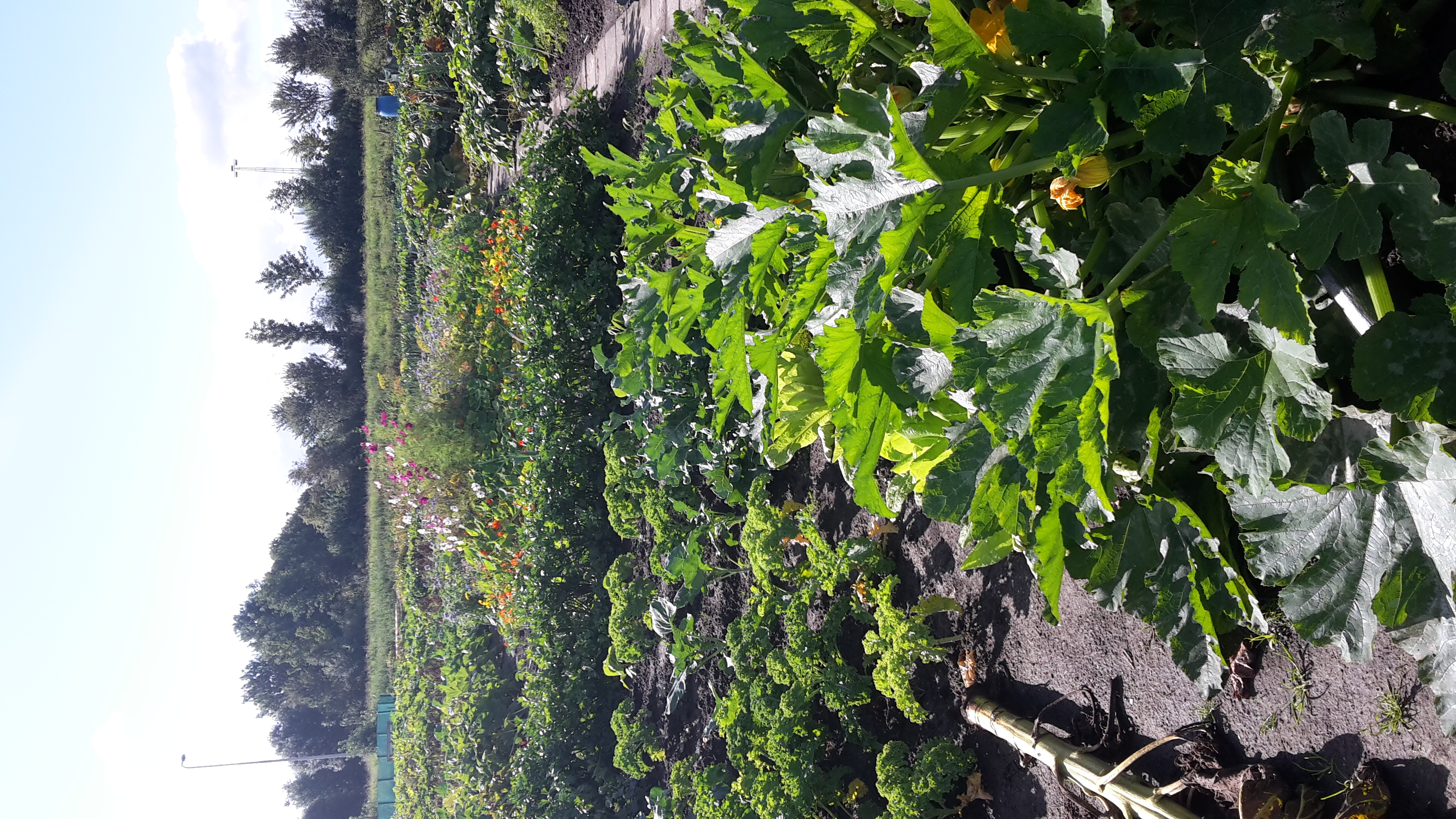 tuin 22 augustus