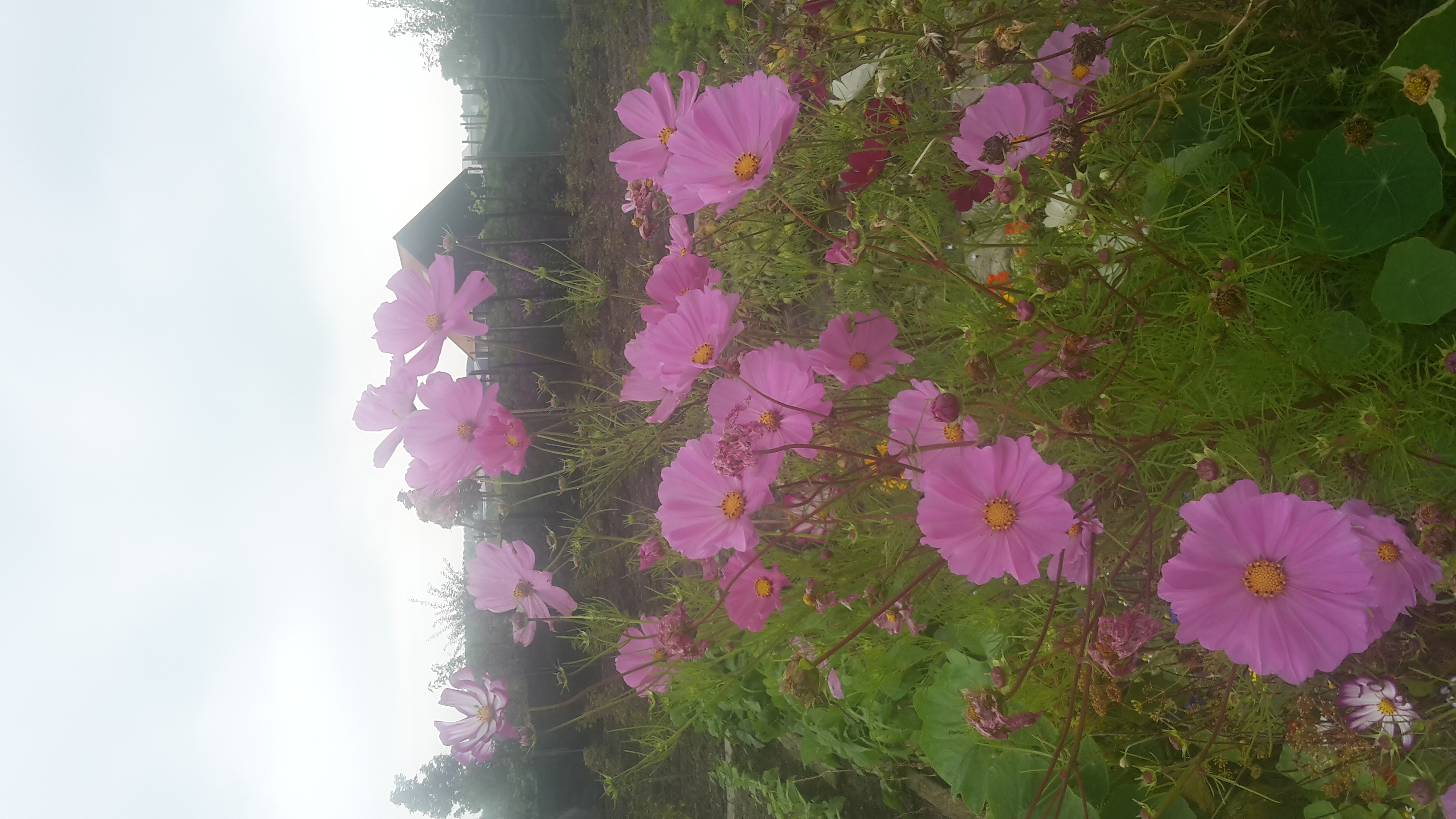 Cosmea