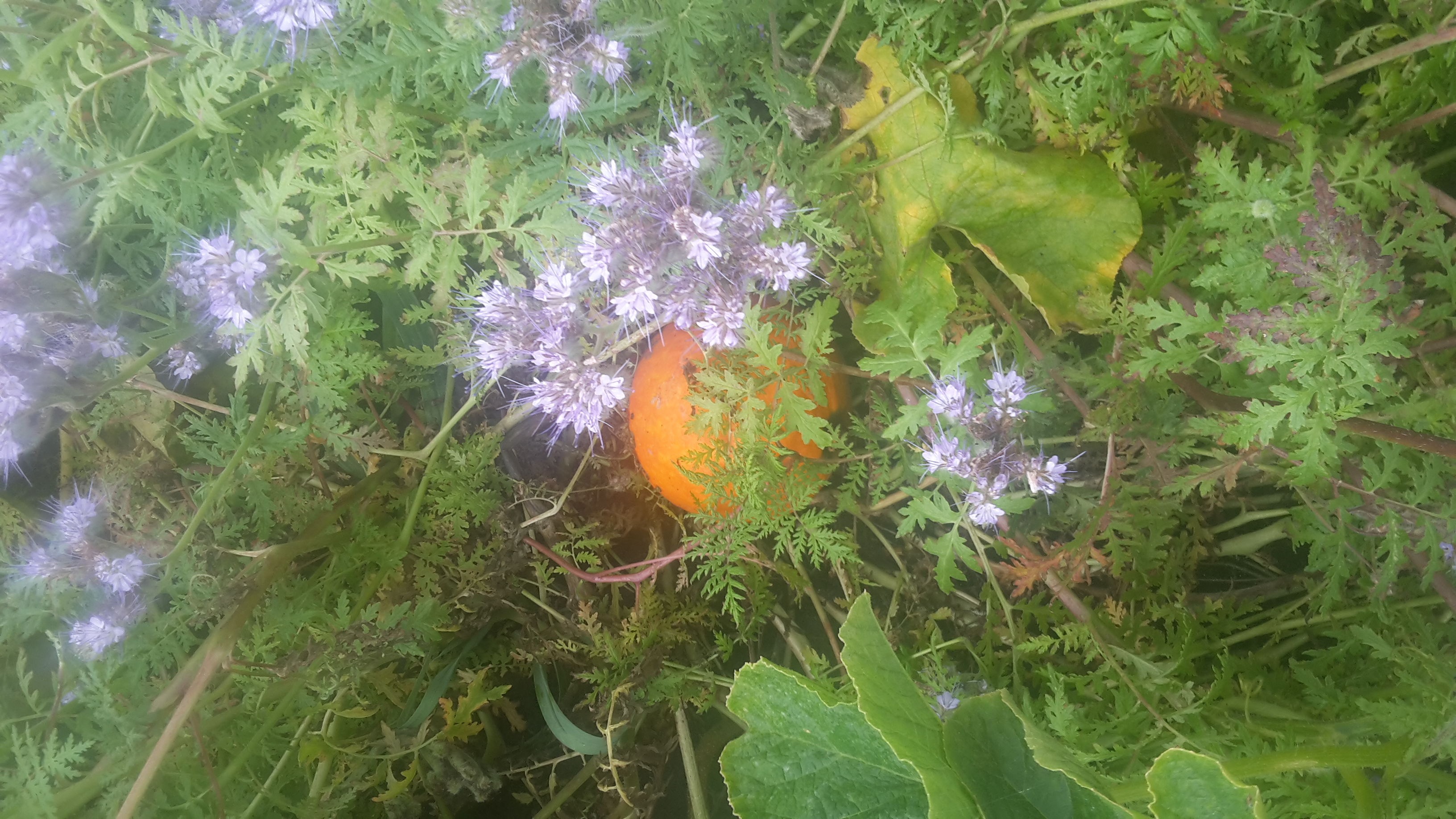 pompoen met Phacelia (bijenplant)