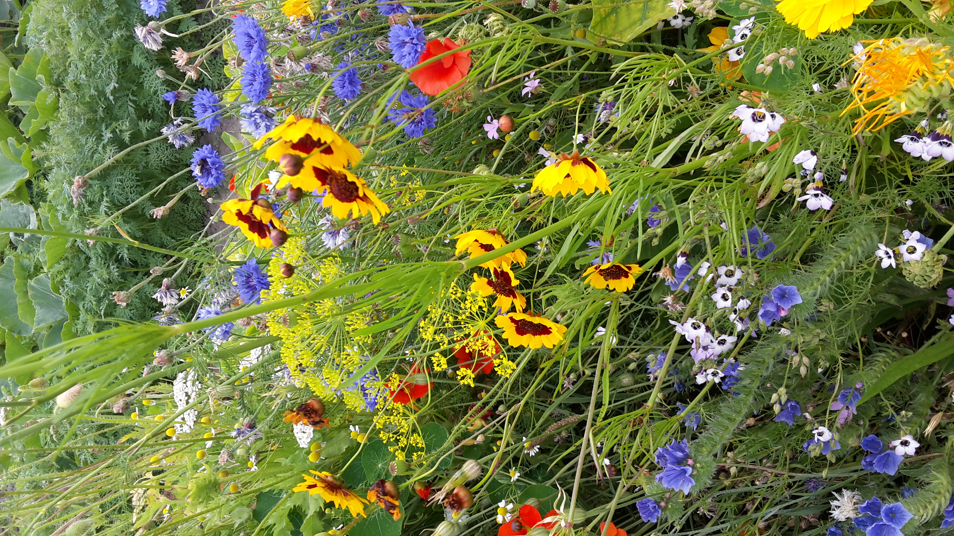 Bloemen in het medaillon in augustus