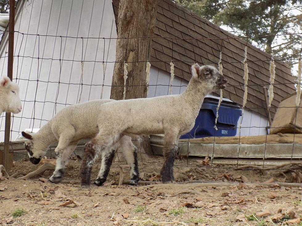 2016 lambs 071