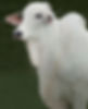 novo-banner-leilao.jpg
