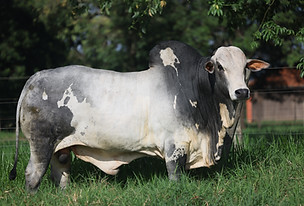 Escollhido_RUBA5651SS.JPG