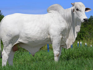 Alta Genetics amplia parceria com Bonsucesso