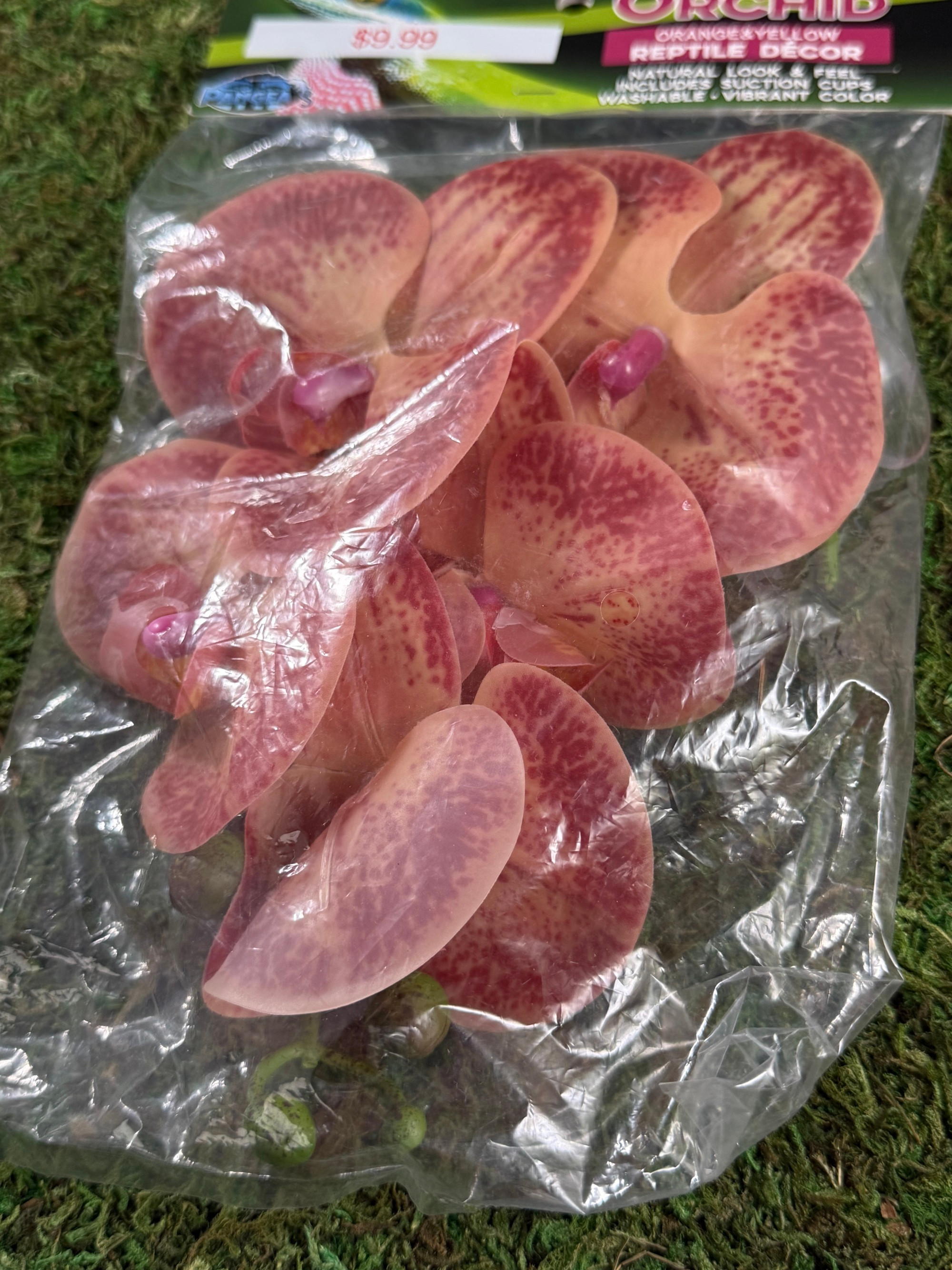 Pangea Hanging Orchid