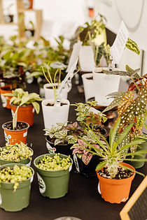 A vendor booth showcasing a variety of tropical potted plants.