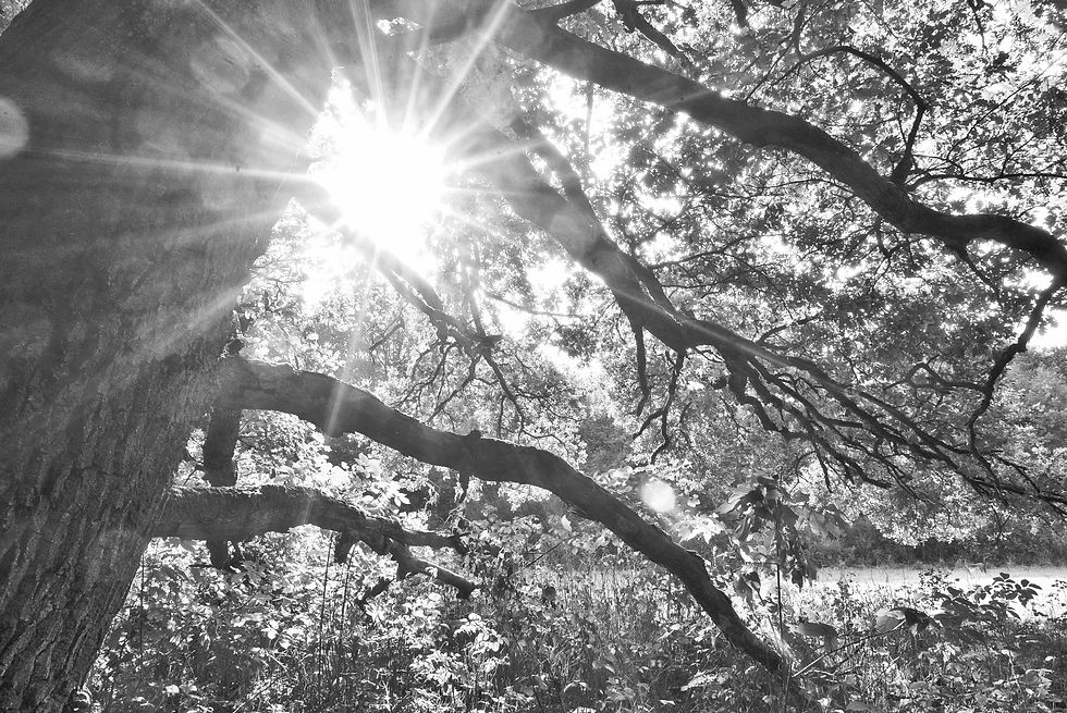Background of sunburst peeking through tree branches