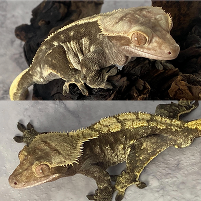 Screenshot 2025-11-17 at 3.24.45 PM.png