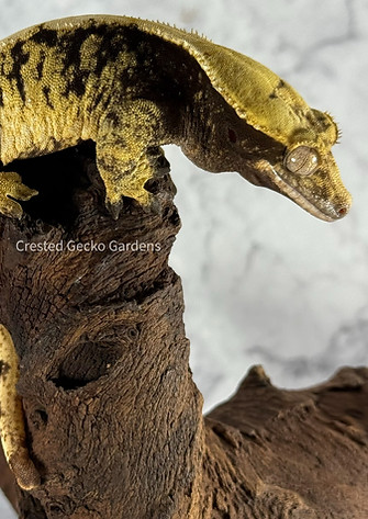 ADAFAF08-DFE1-4DE5-89D1-C5E982CB1AAB (1).JPG