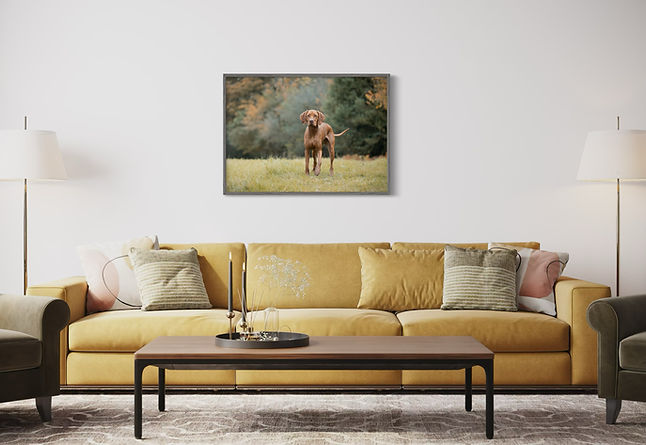 Vizla yellow sitting room.jpeg
