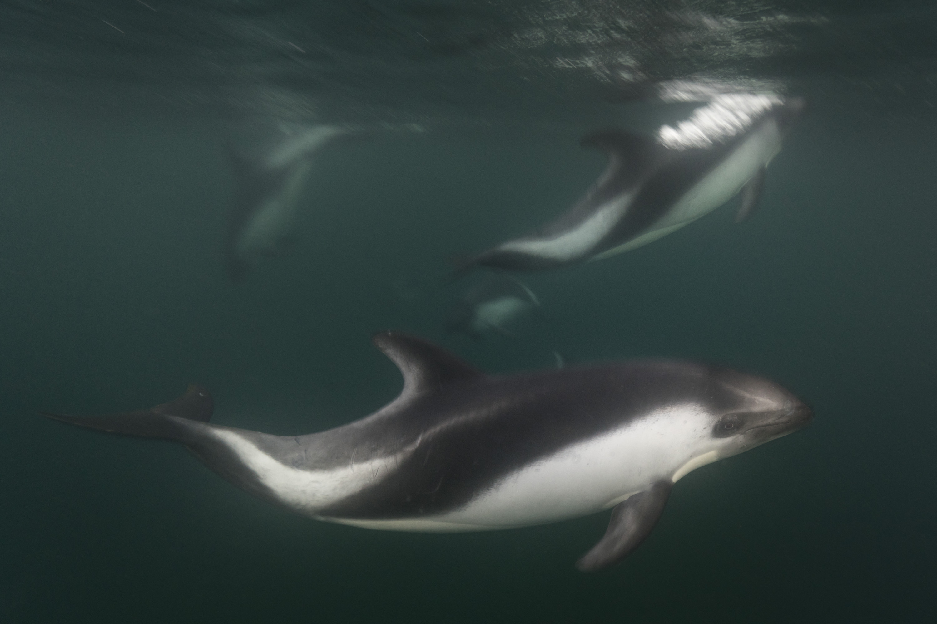 Peale's dolphin Justin Hofman