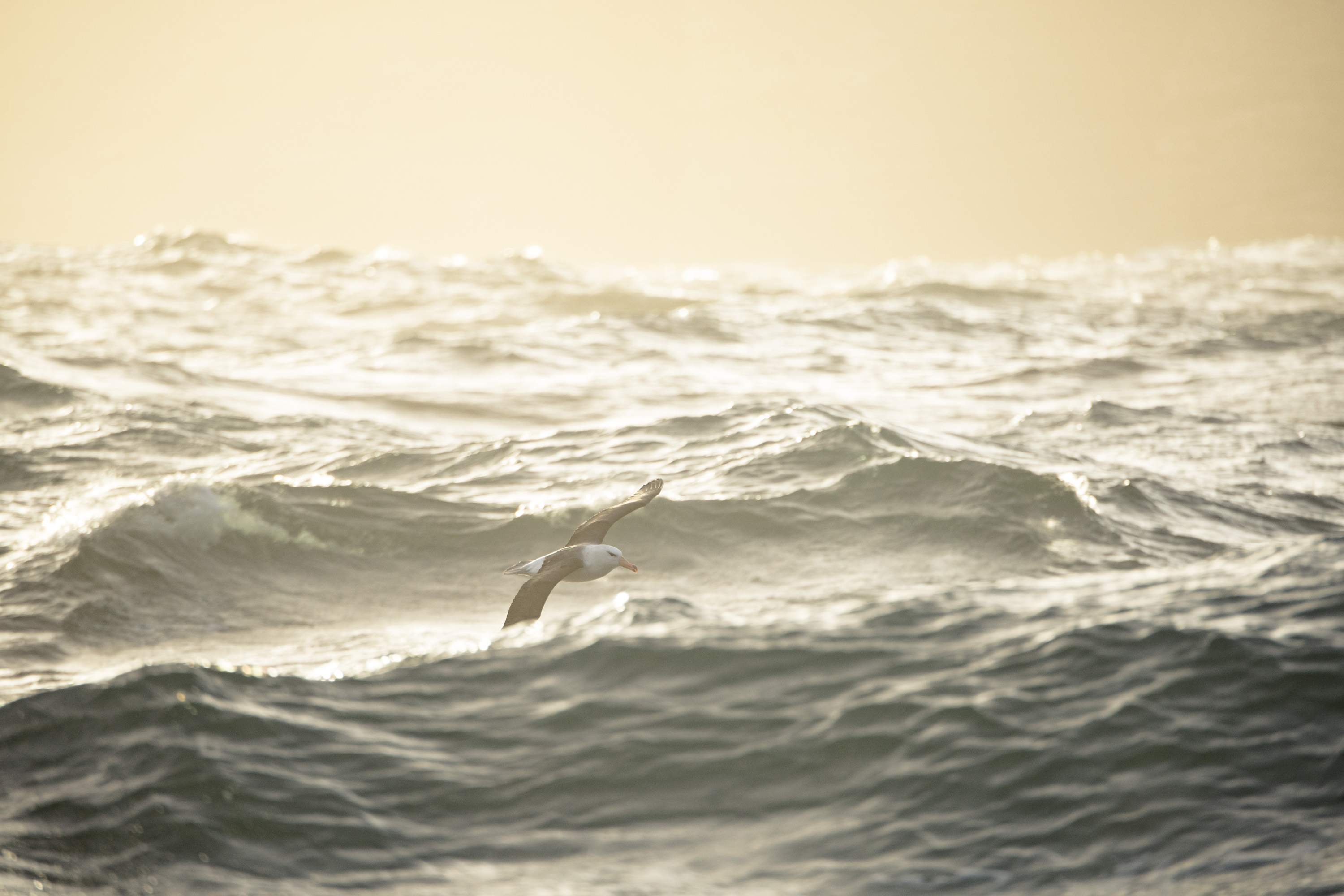 Albatross waves Justin Hofman