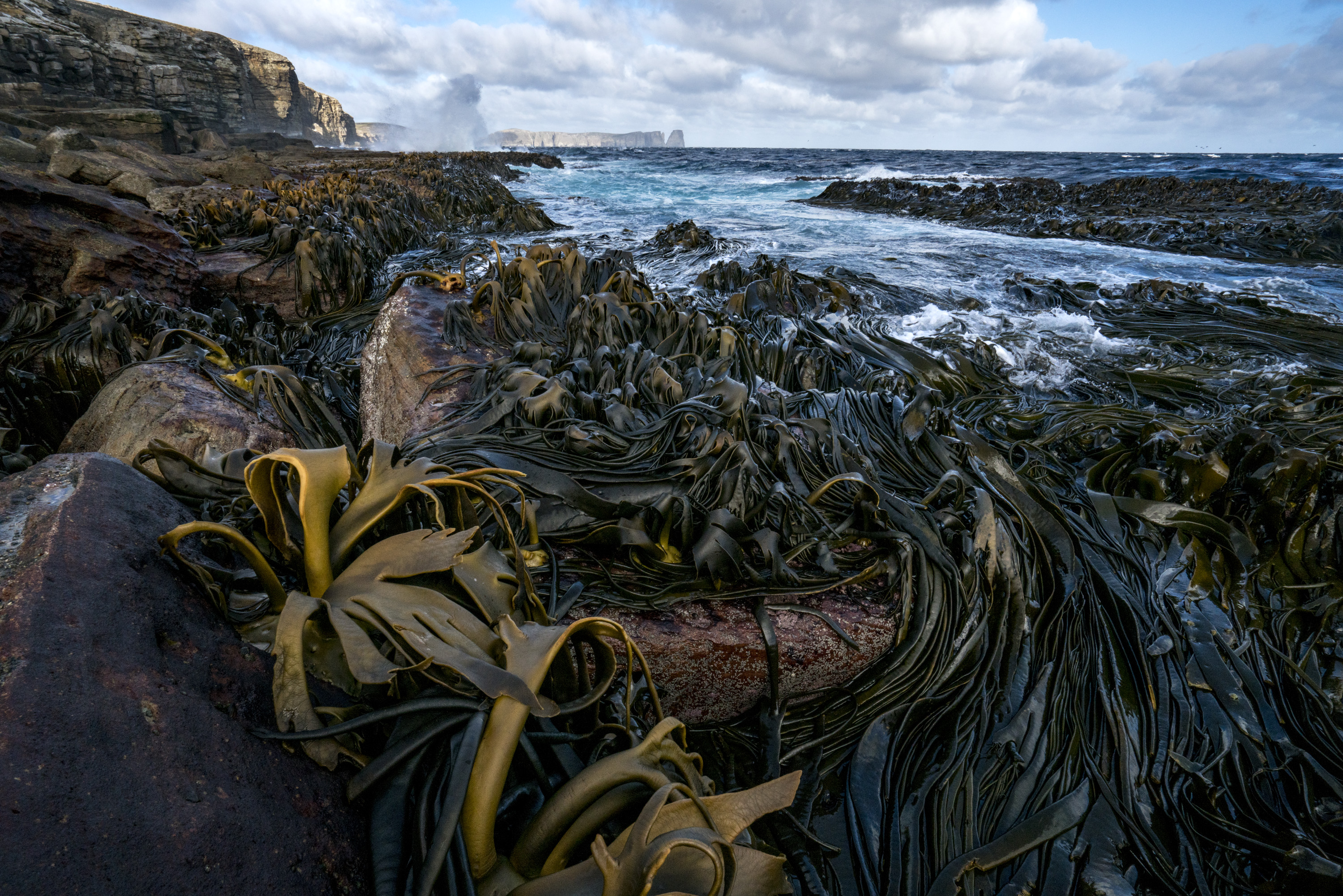 falkland kelp justin hofman