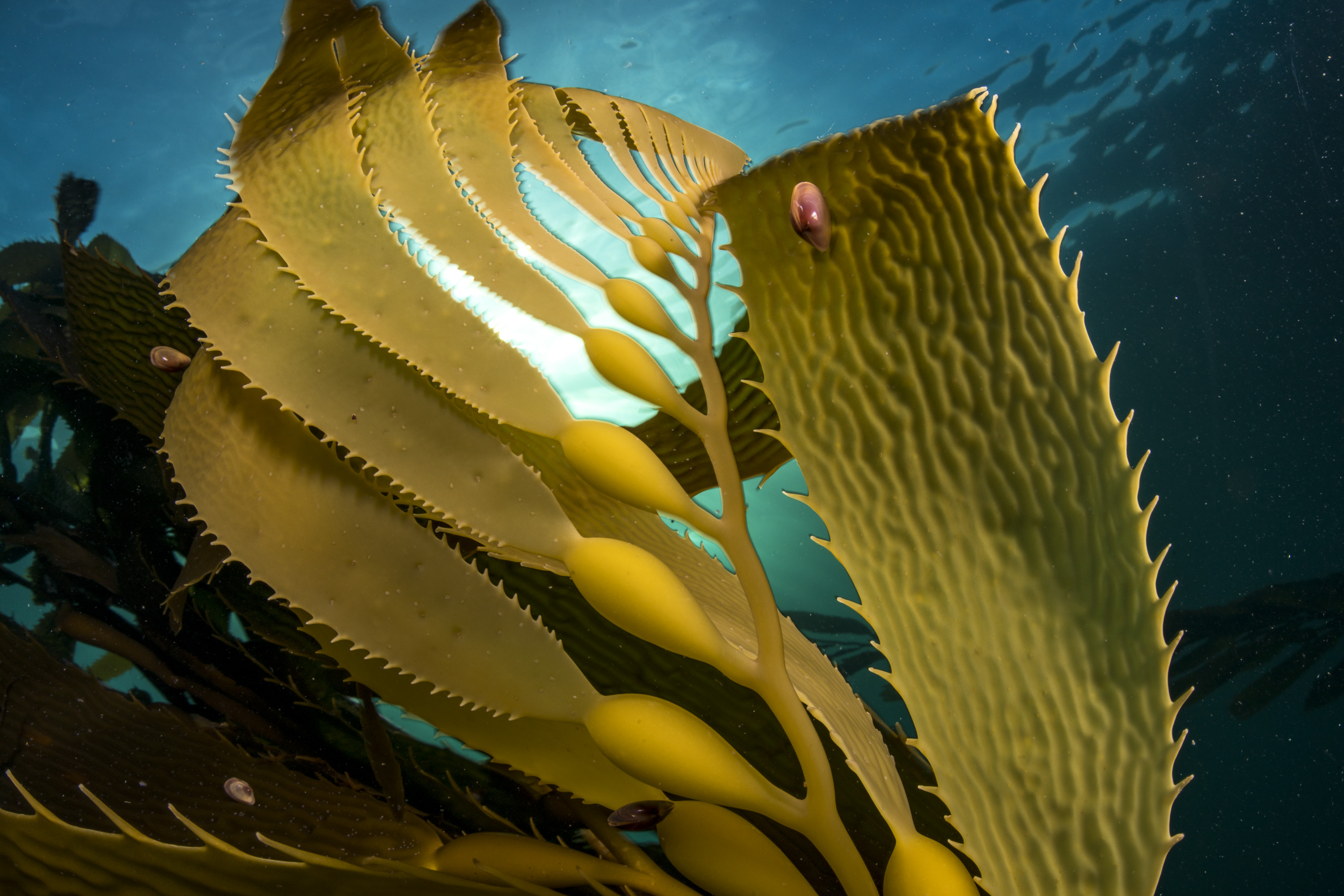 kelp falkland justin hofman