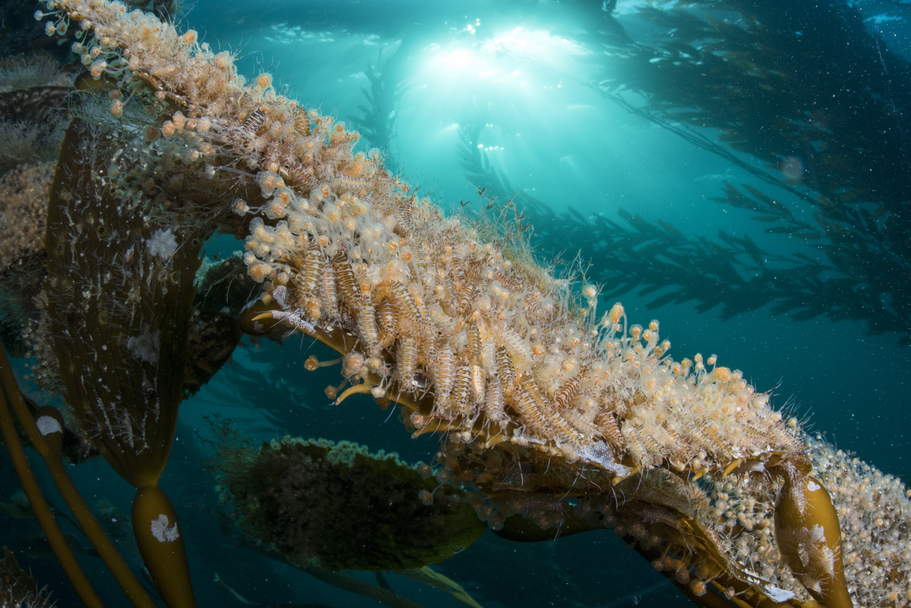 kelp amphipod justin hofman