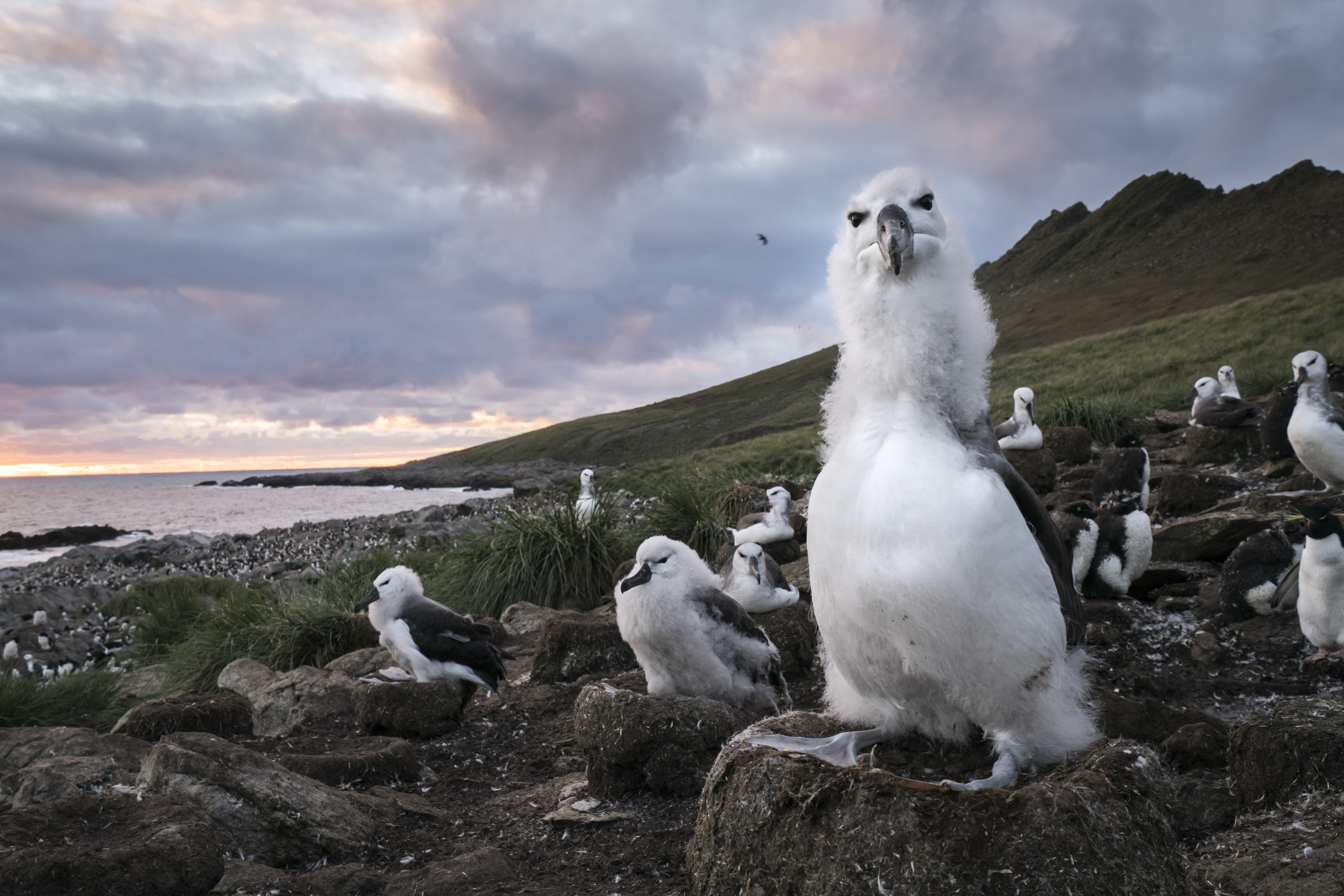 Albatross chick Justin Hofman