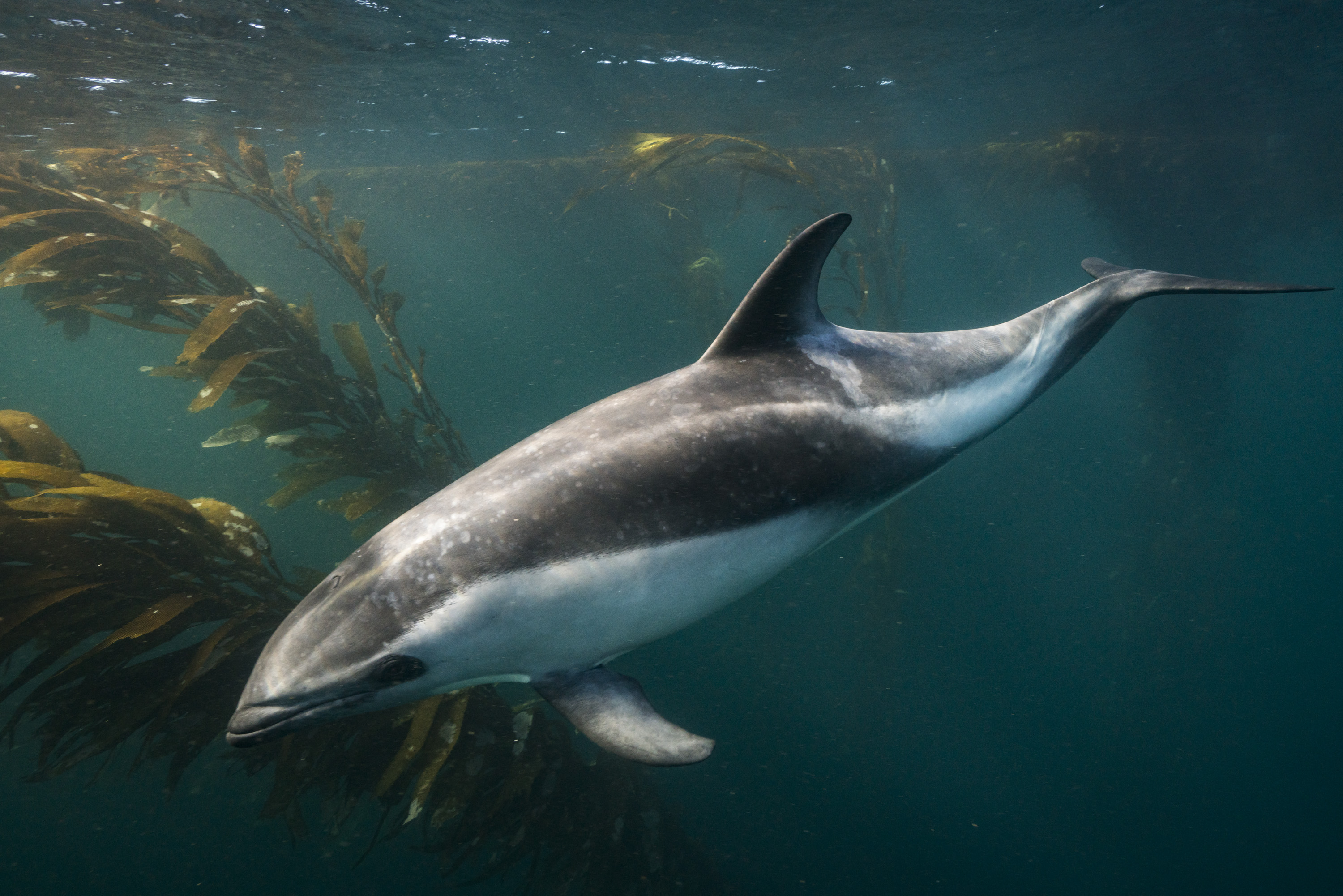 Peale's dolphin Justin Hofman